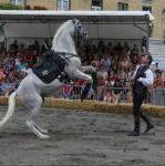 dressage cheval